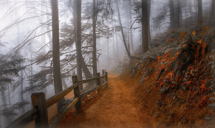 Foggy Trail Photograph by Don Schwartz
