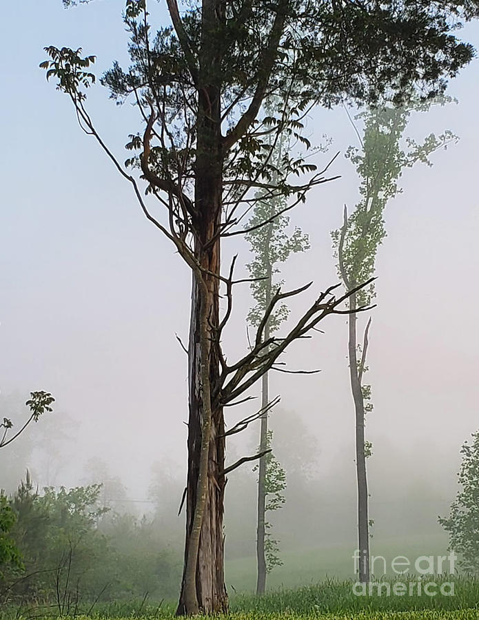 Foggy Tree Photograph by Cindys Creative Corner