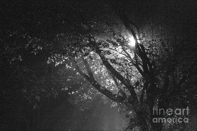 Foggy Tree Photograph by Kimberly Furey