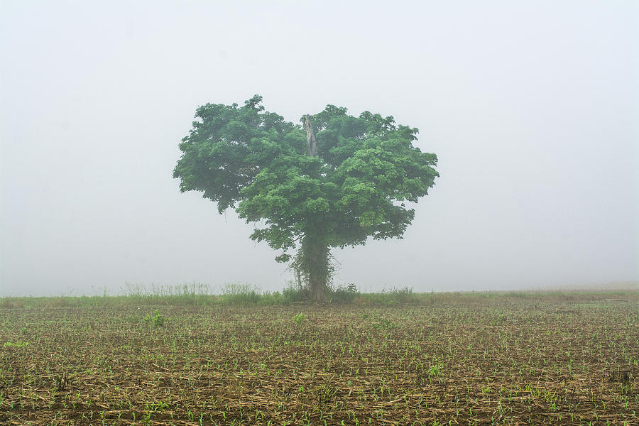 Foggy Tree Landscape Photograph by Dathan Hylton - Fine Art America