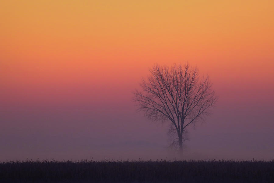Foggy Tree Sunrise Photograph by Brook Burling