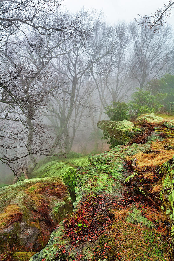 Foggy Trees and Rocky Lichen Photograph by Dan Carmichael