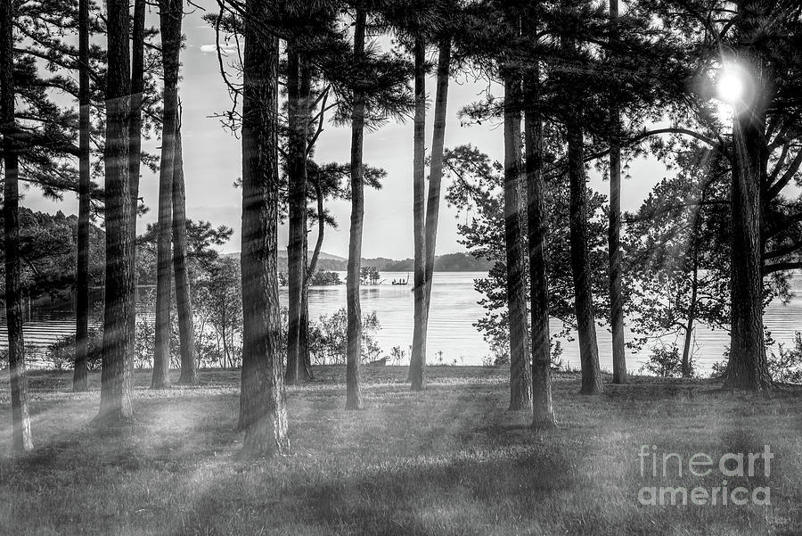 Foggy Trees At Table Rock Grayscale Photograph by Jennifer White