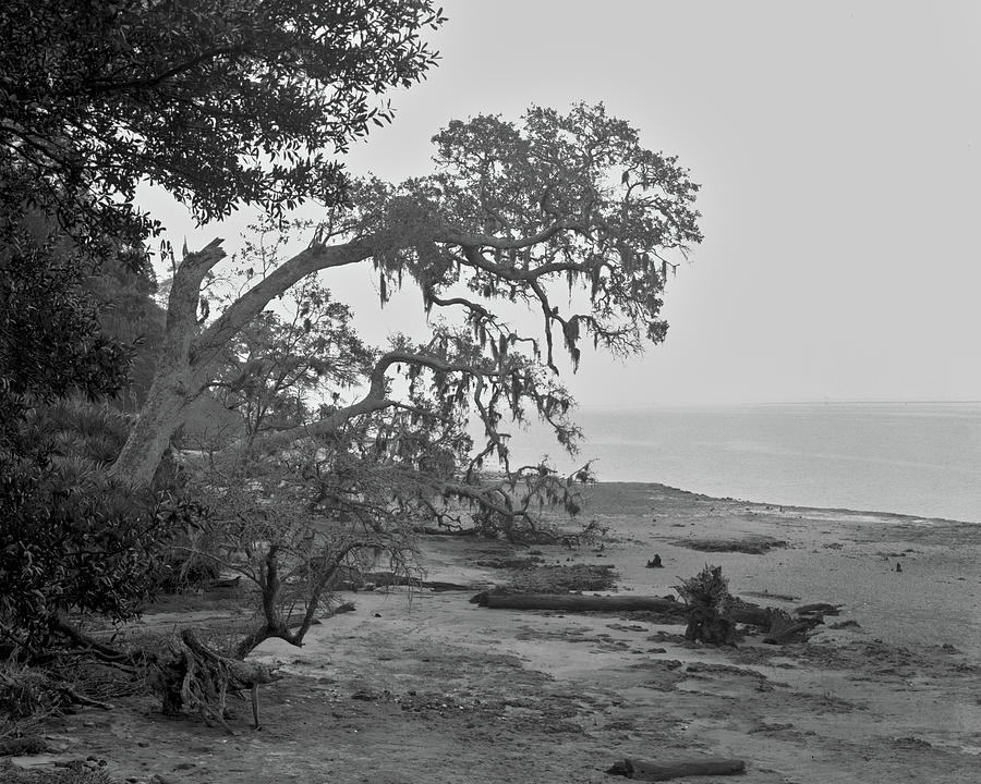 Foggy trees, Cumberland Island, 1987 Photograph by John Simmons