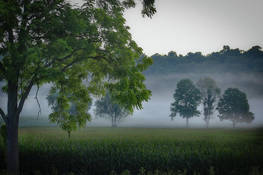 Foggy Trees Photograph by Michelle Wittensoldner