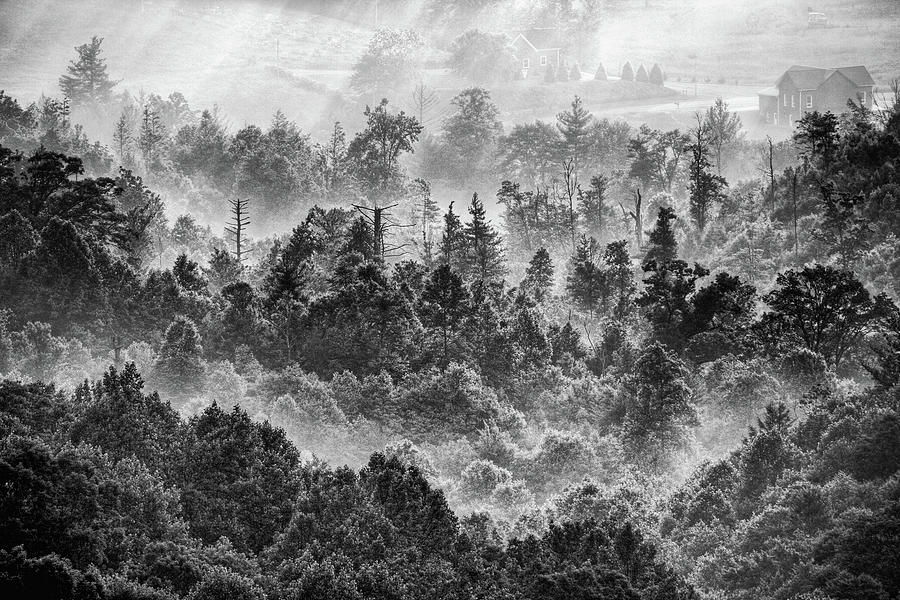 Foggy Treetops bw Photograph by Dan Carmichael
