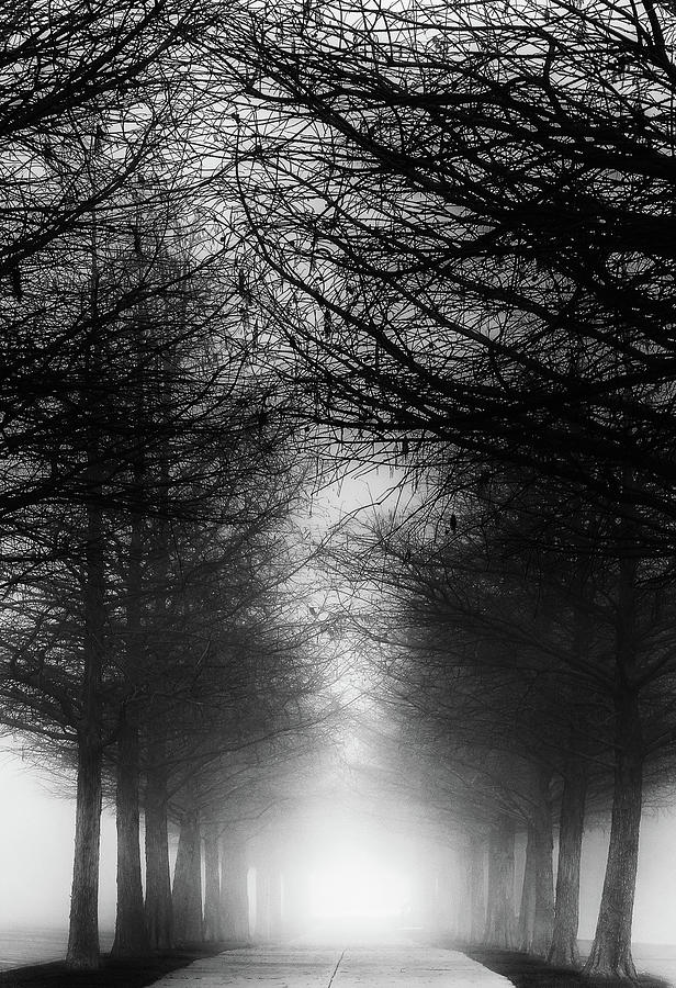 Foggy Tunnel in Black and White Photograph by Steve Templeton
