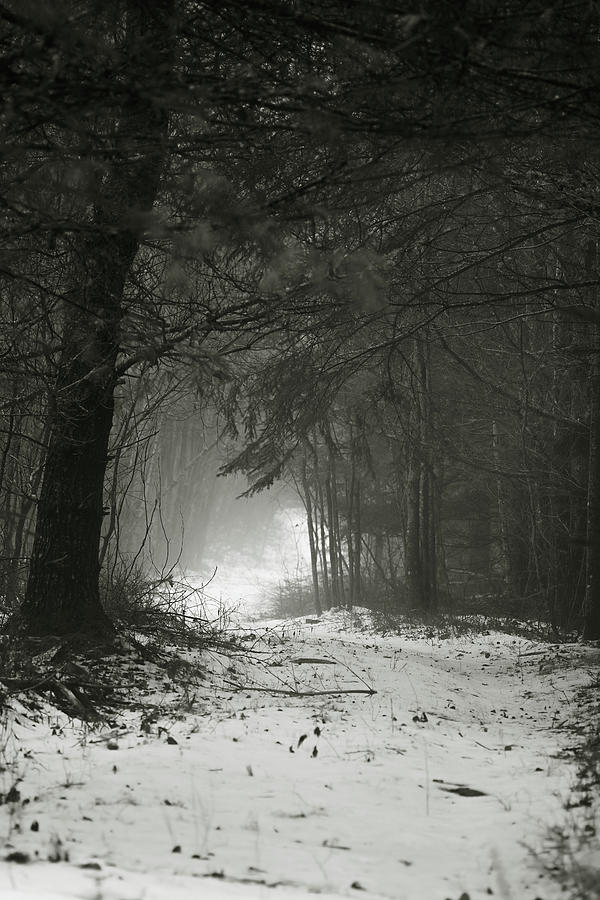 Foggy Walk In The Woods Photograph by Sue Capuano