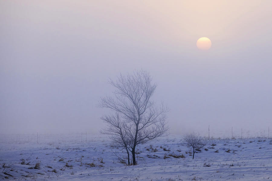 Foggy Winter Morning Photograph by Patti Deters