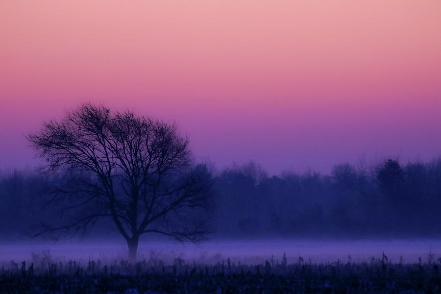 Foggy Winter Tree Photograph by Brook Burling