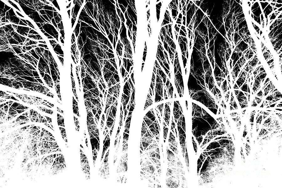 Foggy Winter Trees, Monochrome Inverted Photograph