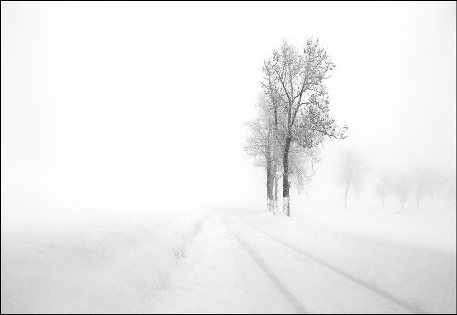 Foggy Winterday Photograph by Angelika Vogel