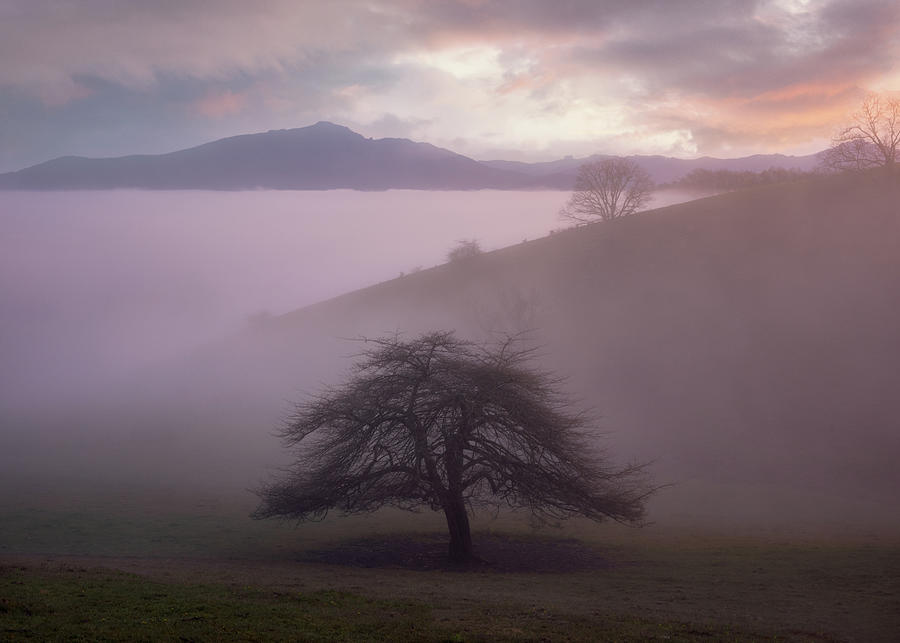 Foggy Wisp, Cone Manor, Blue Ridge Parkway Photograph by Tommy White