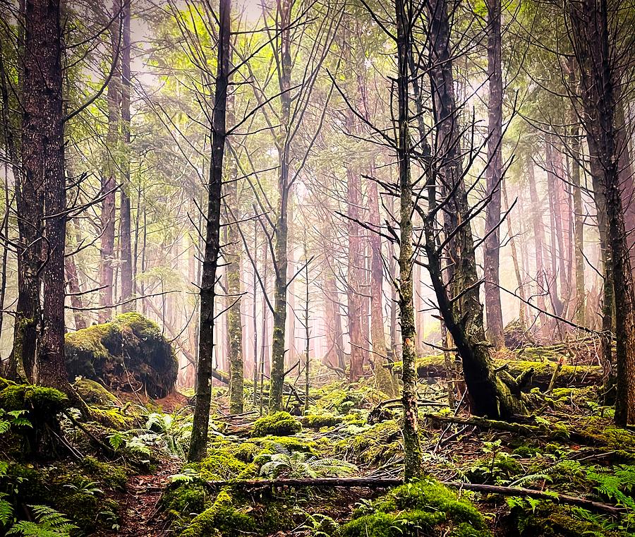Foggy woods Photograph by Bradley Morris