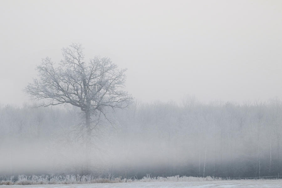 FogTree Photograph by Brook Burling