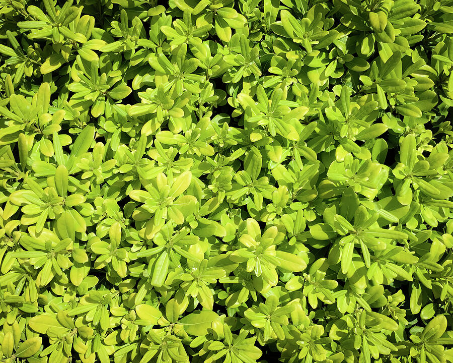 Foliage Photograph by Anorel Foliage Photograph by Anorel
