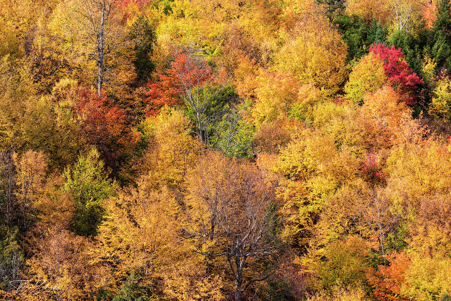 Foliage Burst - New England Autumn Hillside Photograph by Photos by Thom