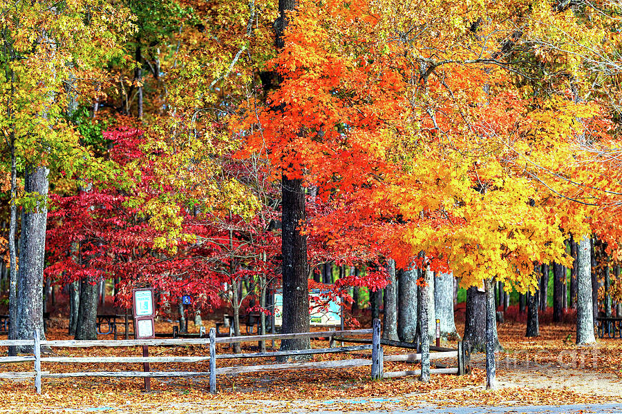 Foliage Colors Batsto Village New Jersey Photograph by John Rizzuto