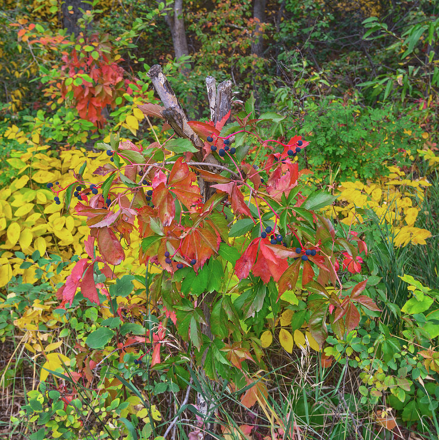 Foliage Comes From The Latin Word Folium Meaning Leaf. North Cheynne Canyon, Colorado Springs