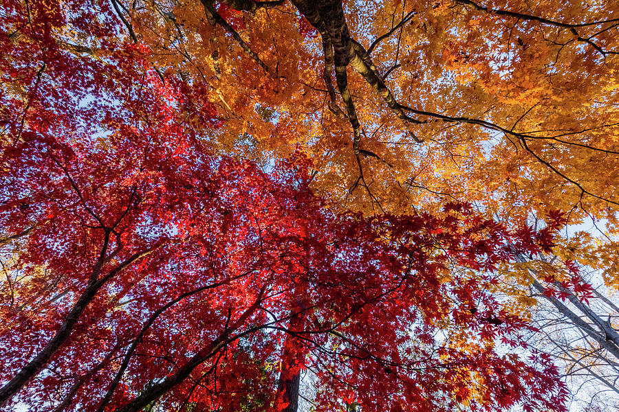 Foliage in November Photograph by Rachel Morrison