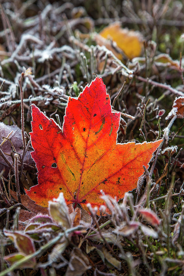 Foliage Maple Frost Photograph by White Mountain Images