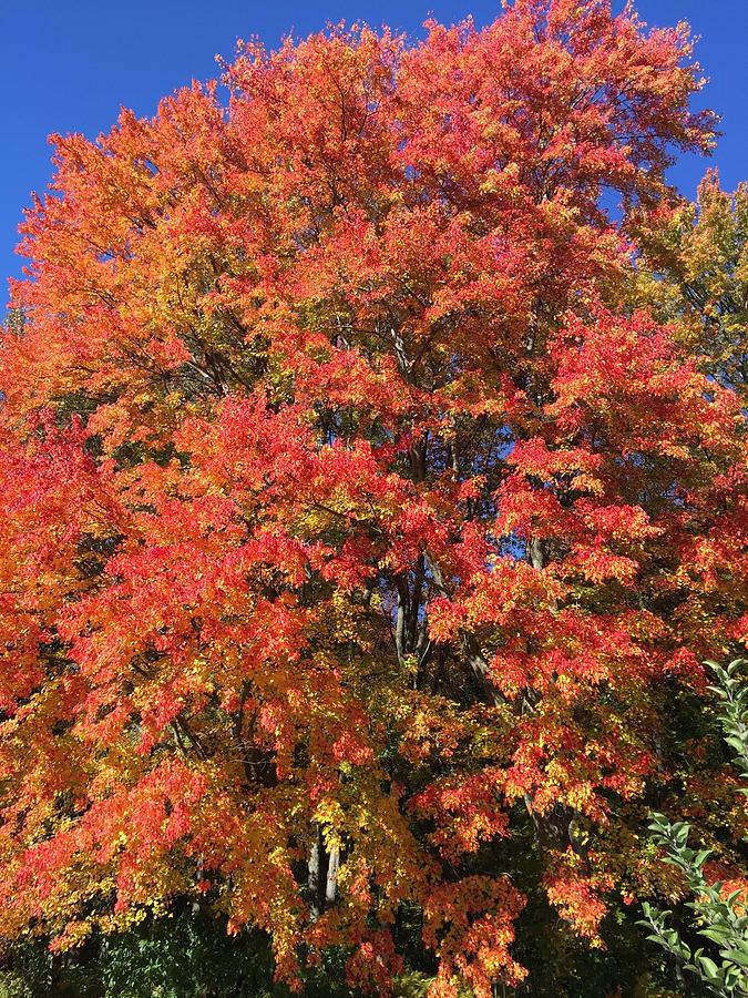 Foliage Photograph by Natasha Levens - Fine Art America