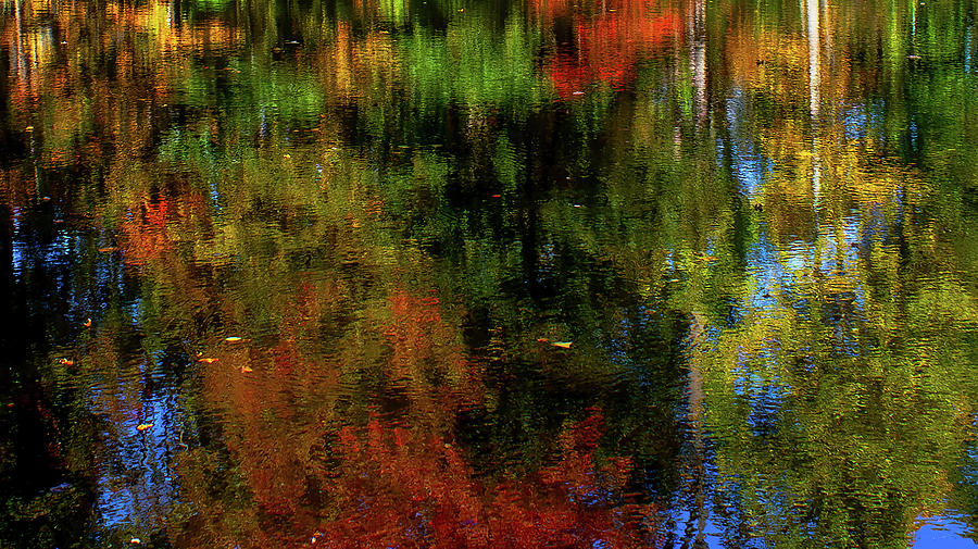 Tree Photograph - Foliage Reflections by Howard Robinson Tree Photograph - Foliage Reflections by Howard Robinson