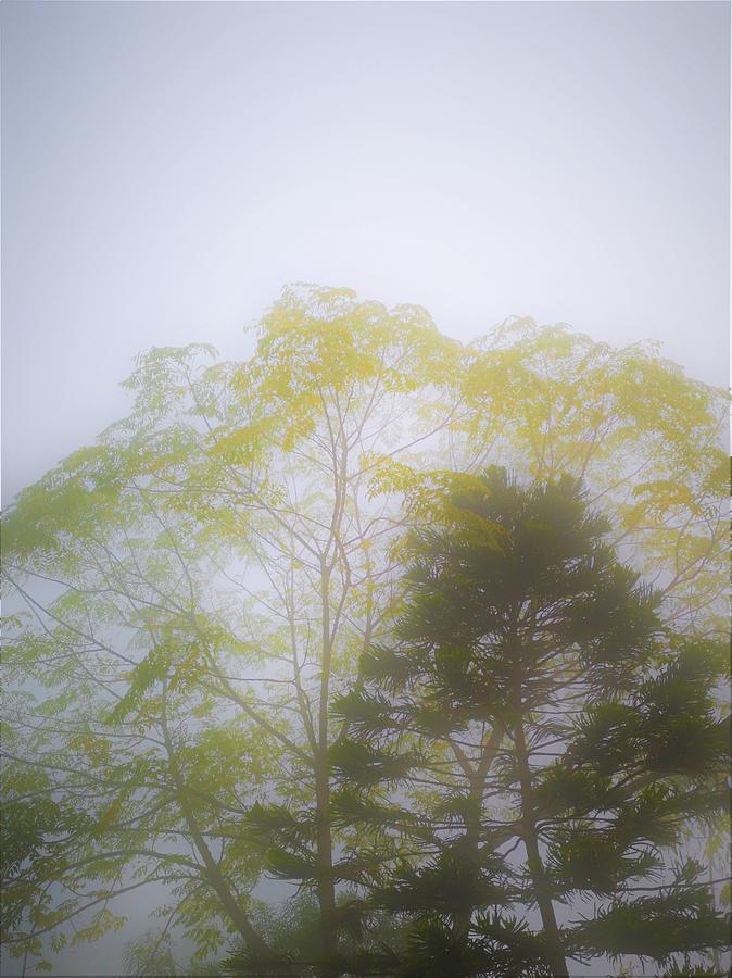 Folliage in the fog Photograph by Jarek Filipowicz