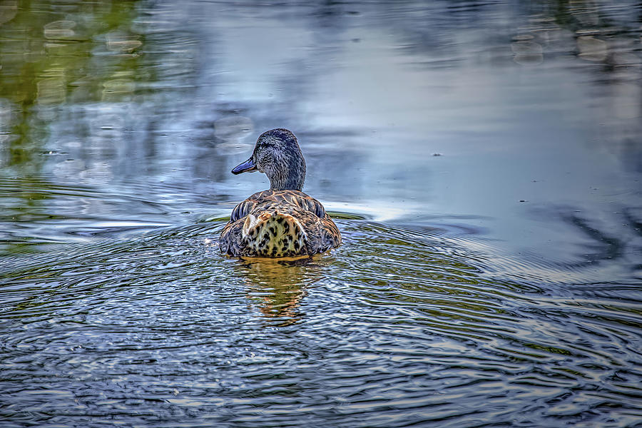 Duck Photograph - Follow me ,she said #l3 by Leif Sohlman