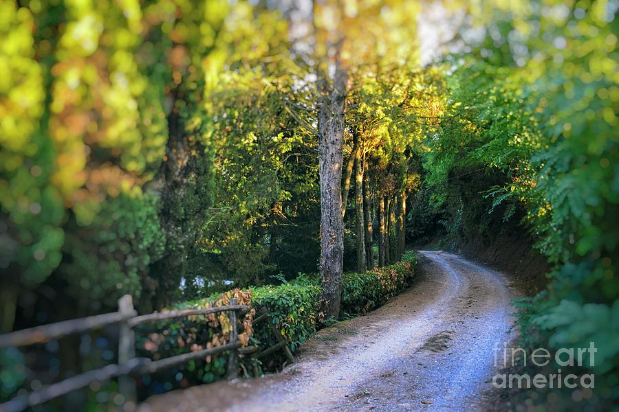 Follow Me - Tuscany Photograph by Mary Machare