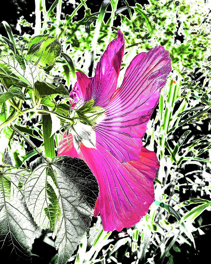 Follow My Hibiscus  Photograph by Alida M Haslett