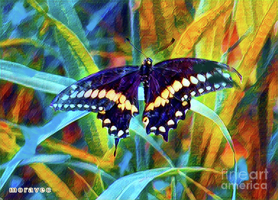 Follow that Butterfly Photograph by Shirley Moravec