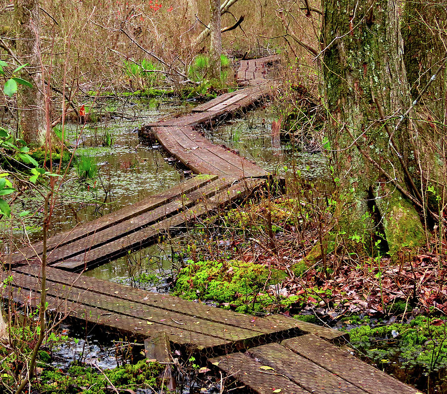 Follow the Boardwalk into the Swamp...If You Dare Photograph by Linda Stern