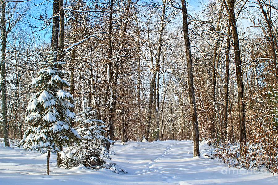 Snowy Footprints Photograph by Ann Brown