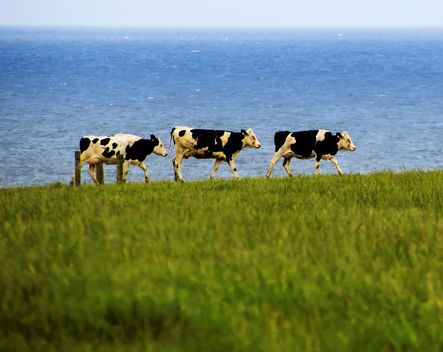 Follow the Leader - Cows Along the Sea Path Photograph by Roberta Kayne