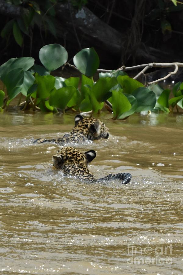 Jaguar Photograph - Follow The Leader by Dorinda Balchin Jaguar Photograph - Follow The Leader by Dorinda Balchin