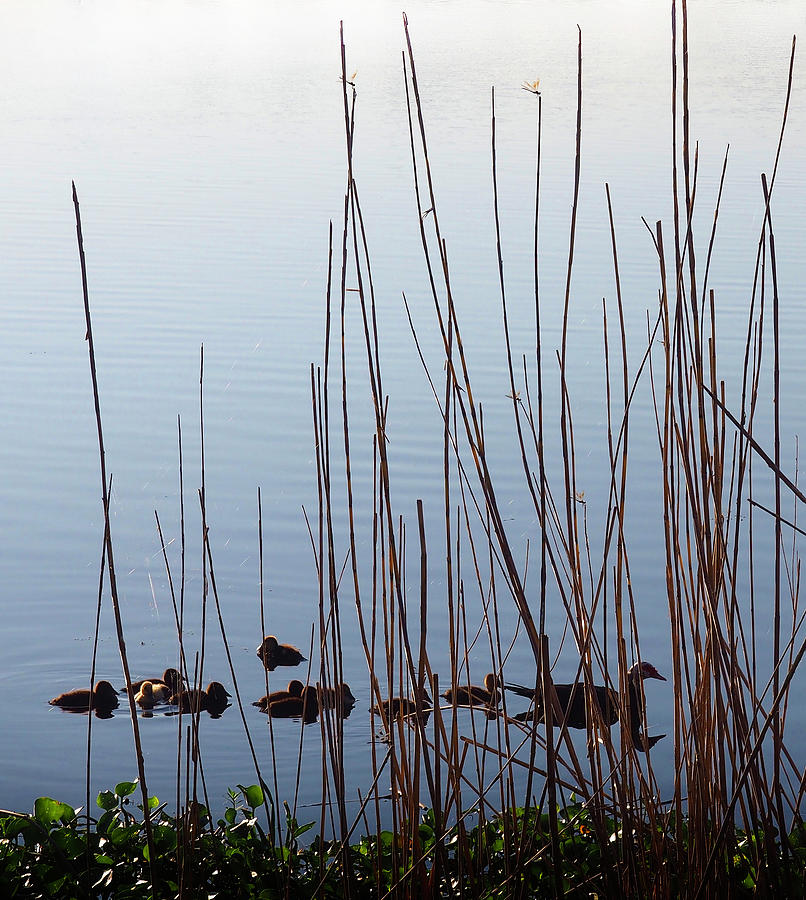 Follow the leader Photograph by Luz Resto Follow the leader Photograph by Luz Resto