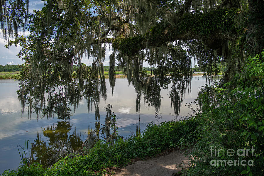 Follow The Path - Middleton Place Photograph