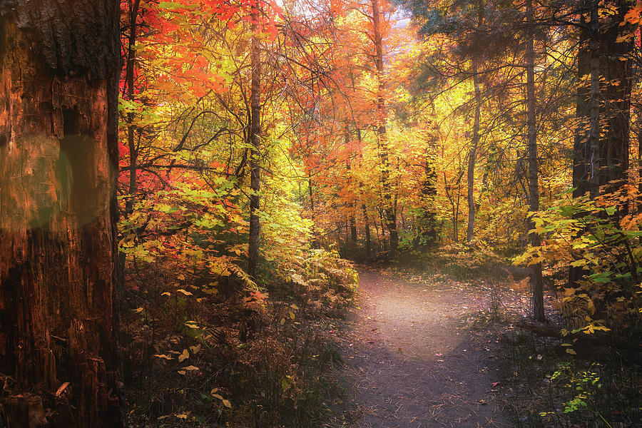 Follow The Path To The Forest  Photograph by Saija Lehtonen