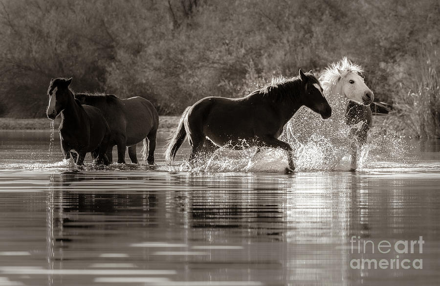 Wildlife Photograph - Follow the Splash by Lisa Manifold
