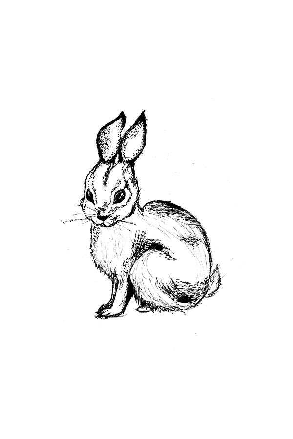 Follow the White Rabbit Drawing by Sophia Ursula - Fine Art America