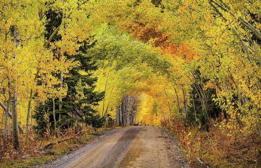 Nature Photograph - Follow the Yellow Dirt Road by Leland D Howard