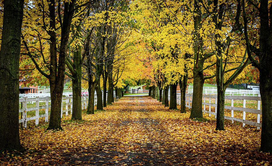 Follow the Yellow Leaf Road Photograph by Joann Long