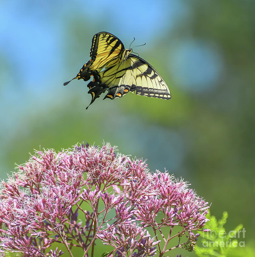 Follow Your Dreams - Butterfly in Flight Photograph by Kerri Farley