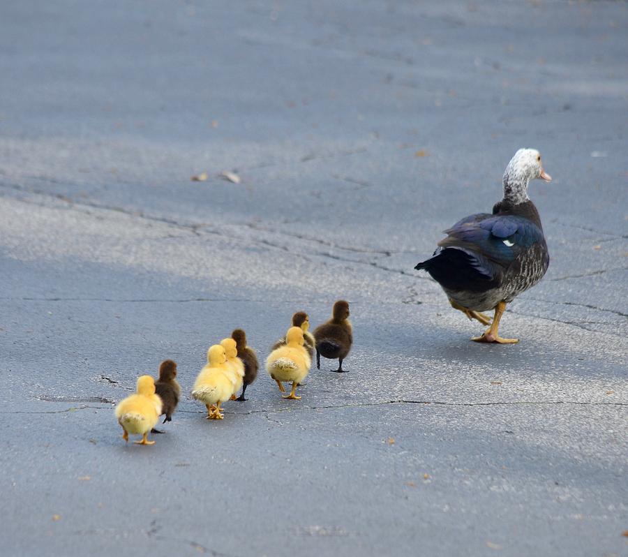 Duck Photograph - Following the Leader by Richard Bryce and Family