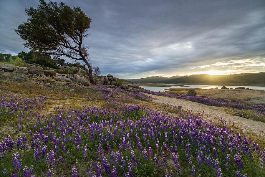 Folsom Lake Super Bloom Photograph by Todd Damiano Pixels