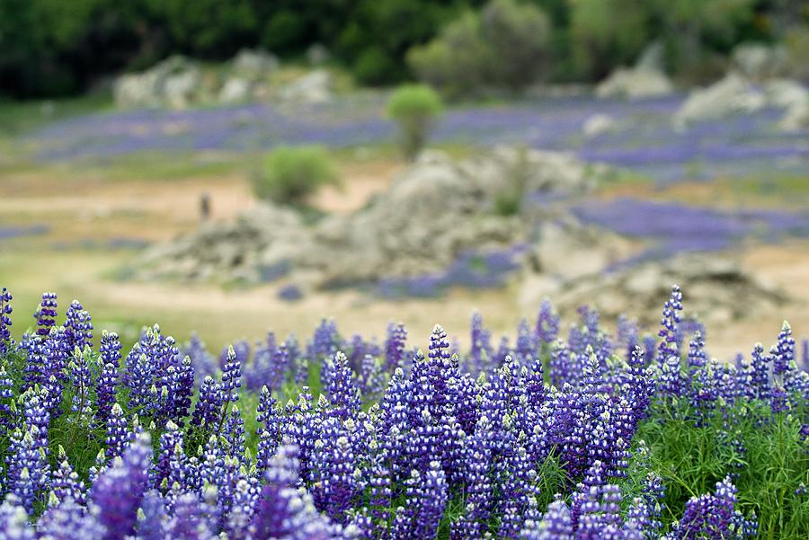 Lupine At Folsom Lake Photograph by Todd Damiano Fine Art America
