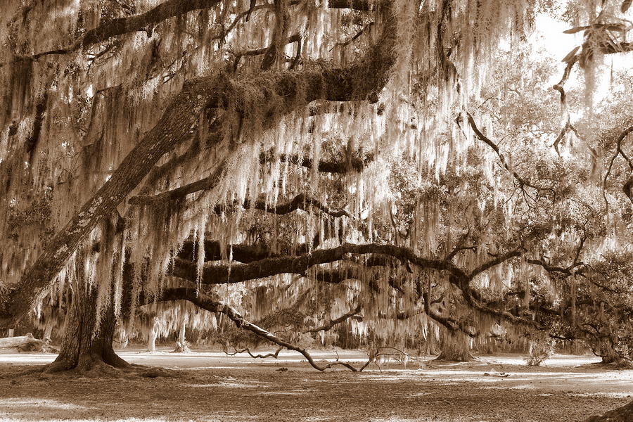 Fontainebleau State Park - Oak Trees Photograph by Beth Vincent