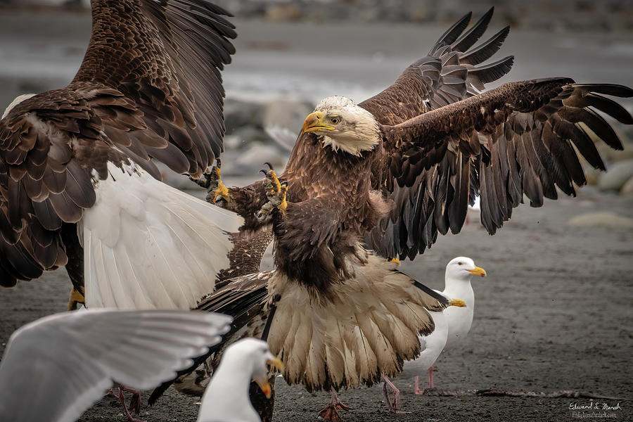 Food Fight Photograph by Edward Marsh - Fine Art America