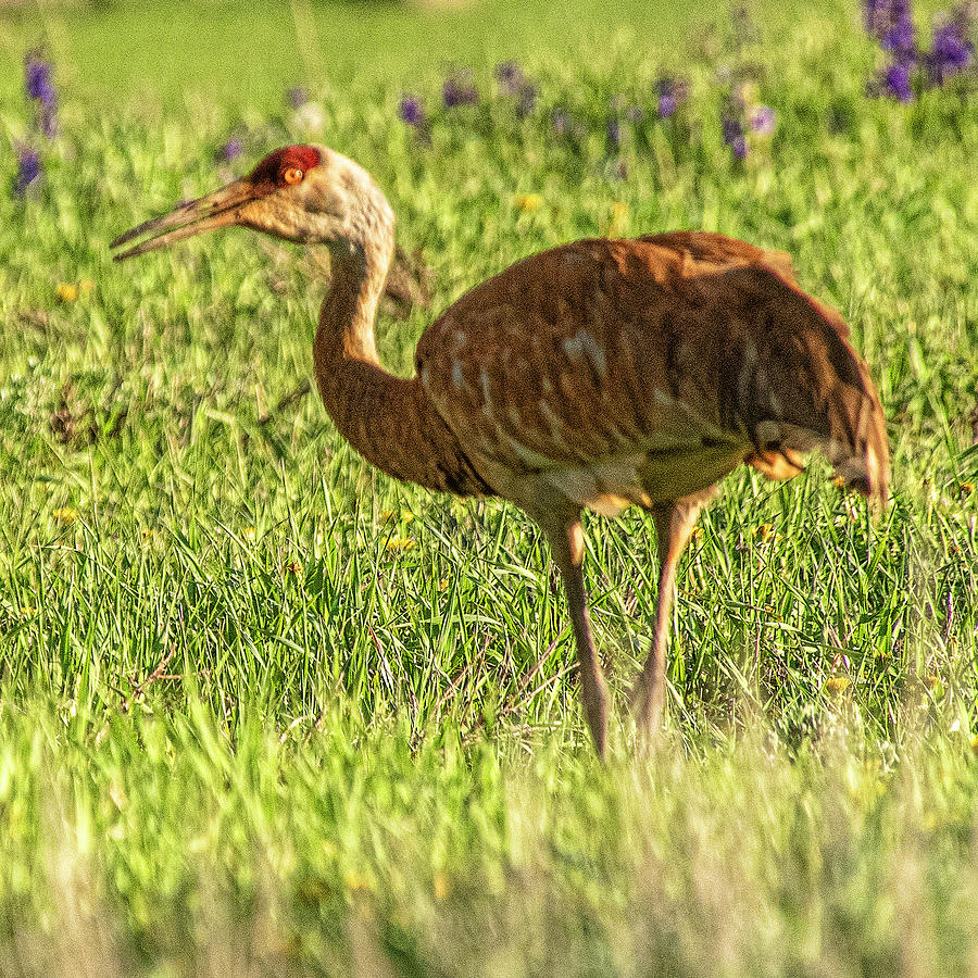 Food Hunting Crane Photograph by Daniel Hebard